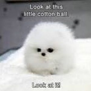 Meet your Posher, Kaelyn